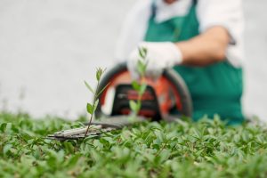 Unrecognizable male gardener cutting hedge. Worker wearing uniform and gloves tidily shaping owergrown top of green bushes using electric trimming machine, selective focus. Concept of gardening.