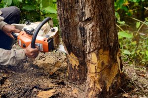 Man with chainsaw cutting the tree