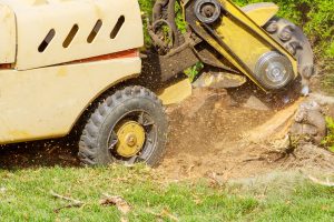 A stump is shredded with removal, grinding the stumps and roots into small chips