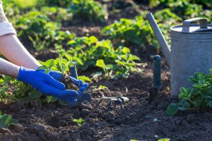 planting strawberries in the garden - hands holding a seedling, watering can and shovel in the background